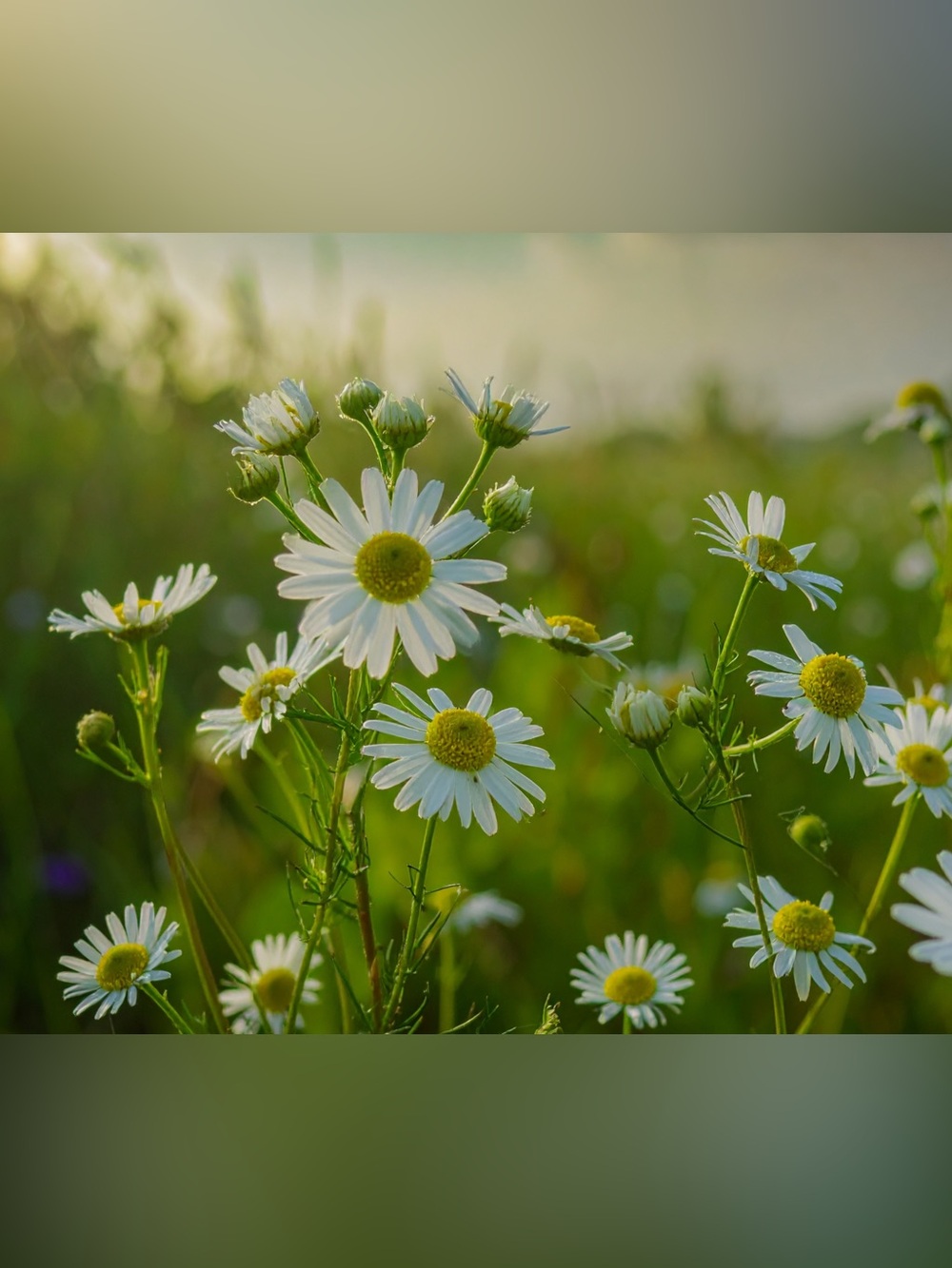 Sunlit Daisy Field Photography Print - White & Green Floral Wall Art